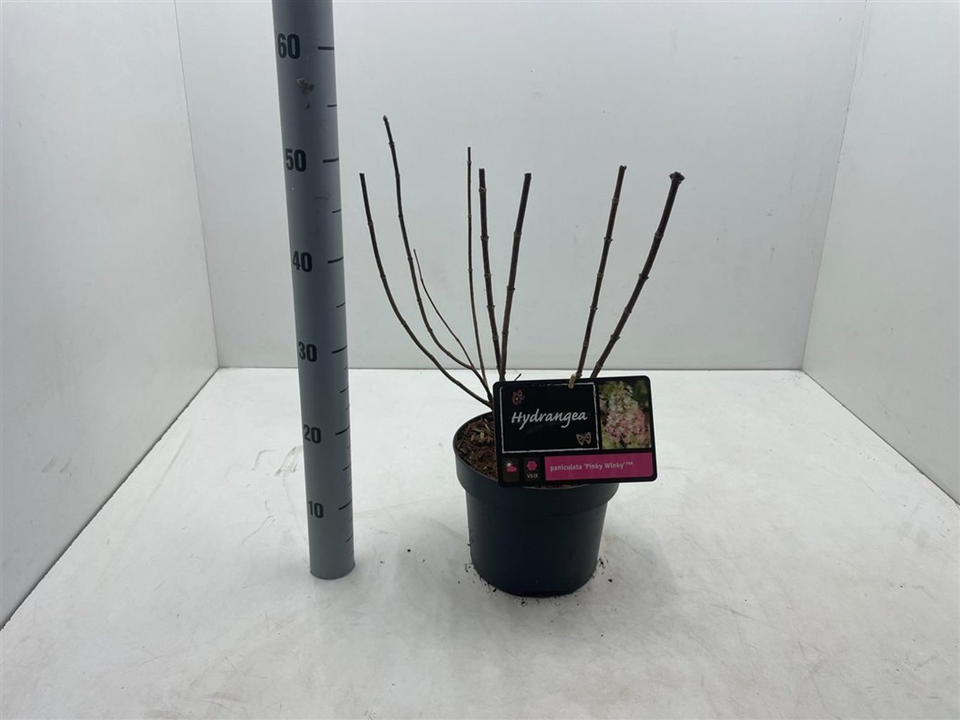 Hydrangea pan. 'Pinky Winky' - C4